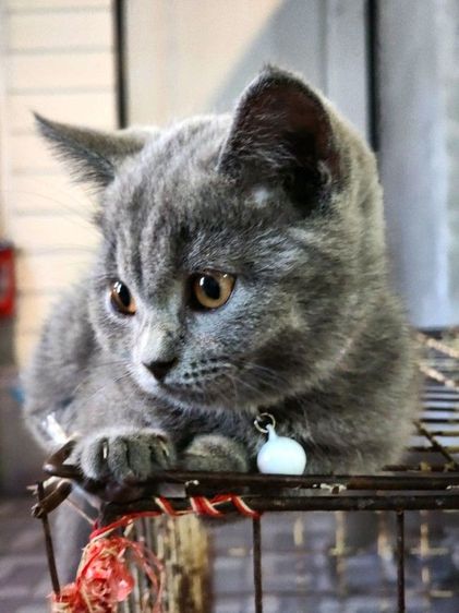 เด็กหญิง British shorthair รูปที่ 3