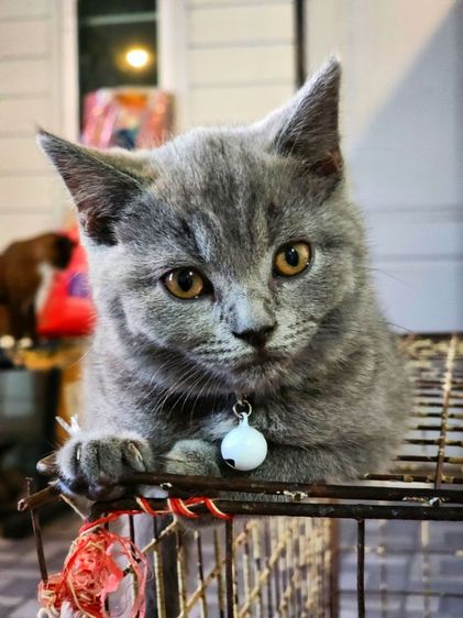 เด็กหญิง British shorthair รูปที่ 4