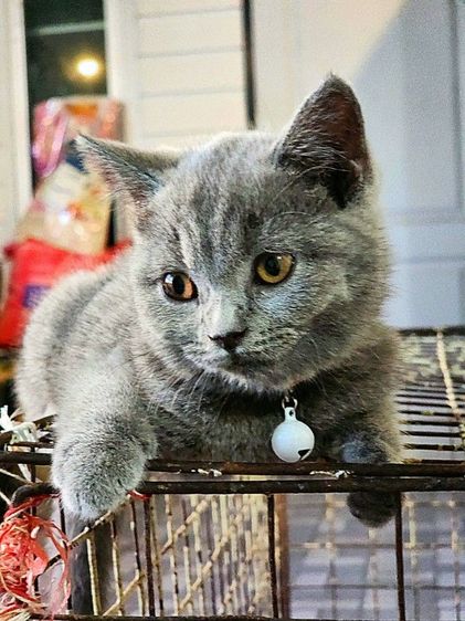 เด็กหญิง British shorthair