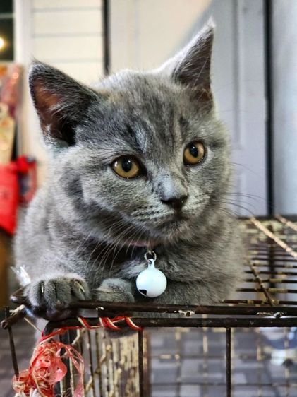 เด็กหญิง British shorthair รูปที่ 6