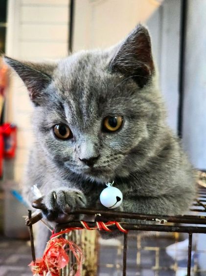 เด็กหญิง British shorthair รูปที่ 5