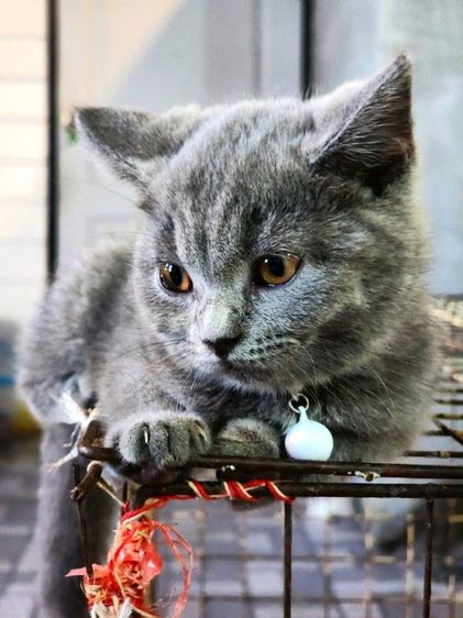 เด็กหญิง British shorthair รูปที่ 2