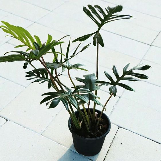 ฟิโลเดรนดรอนมาโยอิ ไม้ประดับตกแต่งสวน