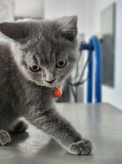เด็กหญิง British shorthair รูปที่ 6