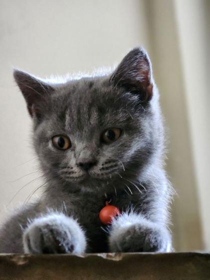 เด็กหญิง British shorthair รูปที่ 4