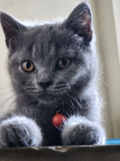 เด็กหญิง British shorthair รูปที่ 3