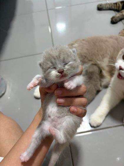 บริติช ชอร์ตแฮร์ (British Shorthair) บริติช ไลแลค ไลแลค-ไวท์