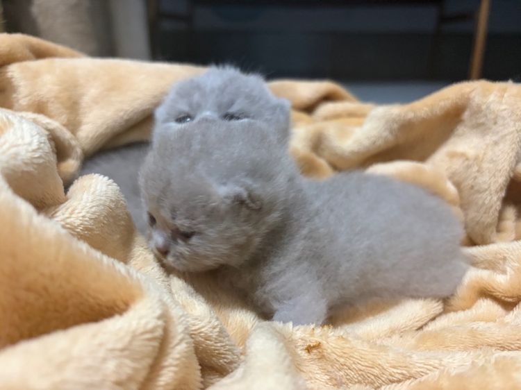 บริติช ไลแลค ไลแลค-ไวท์ รูปที่ 4