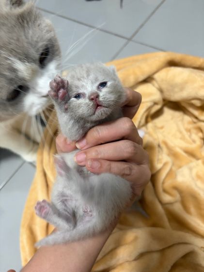 บริติช ไลแลค ไลแลค-ไวท์ รูปที่ 2