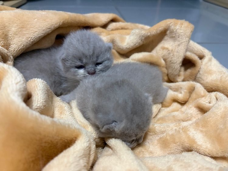 บริติช ไลแลค ไลแลค-ไวท์ รูปที่ 3