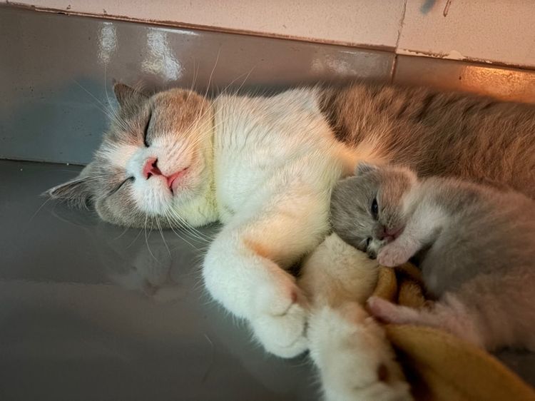 บริติช ไลแลค ไลแลค-ไวท์ รูปที่ 6