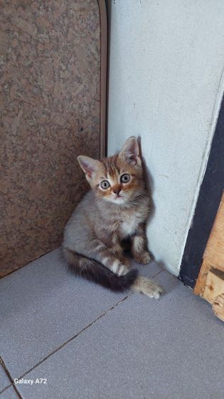 ด.ญ.สก็อตติชหูตั้ง พ่อ-แม่ใบเพ็ดscfc