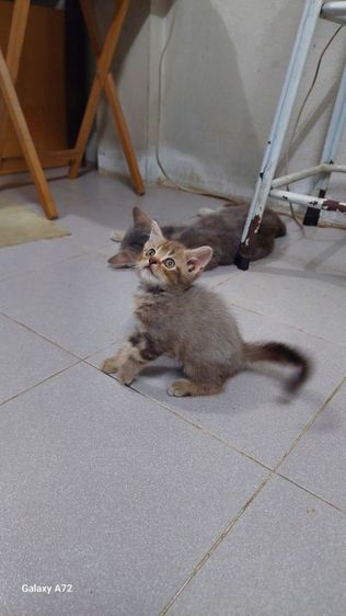 ด.ญ.สก็อตติชหูตั้ง พ่อ-แม่ใบเพ็ดscfc รูปที่ 2