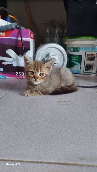 ด.ญ.สก็อตติชหูตั้ง พ่อ-แม่ใบเพ็ดscfc รูปที่ 4