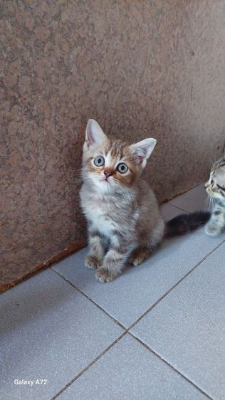 ด.ญ.สก็อตติชหูตั้ง พ่อ-แม่ใบเพ็ดscfc รูปที่ 5