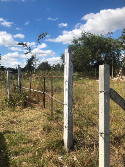 …ที่สวนและนา 4 ไร่(มีบ่อปลามีน้ำทั้งปี)… รูปที่ 4