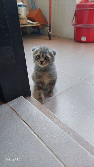 ด.ญ.สก็อตติชหูพับ พ่อ-แม่ใบเพ็ดscfc💕