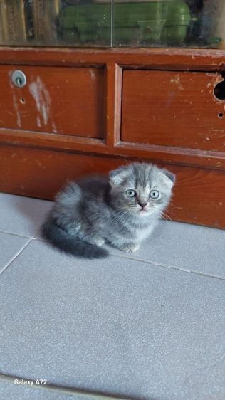 ด.ญ.สก็อตติชหูพับ พ่อ-แม่ใบเพ็ดscfc💕 รูปที่ 4