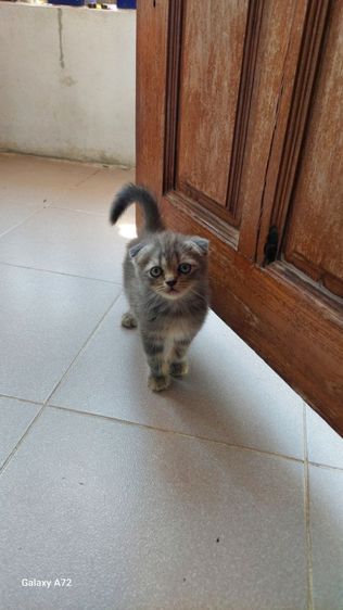 ด.ญ.สก็อตติชหูพับ พ่อ-แม่ใบเพ็ดscfc💕 รูปที่ 5