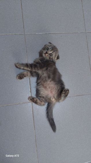 ด.ญ.สก็อตติชหูพับ พ่อ-แม่ใบเพ็ดscfc💕 รูปที่ 3