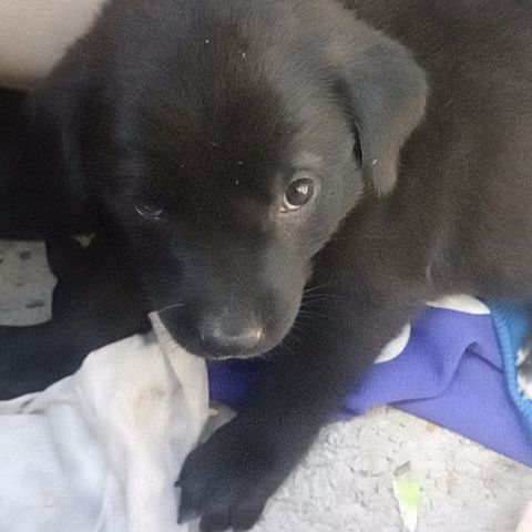 ลาบาดอ รูปที่ 3