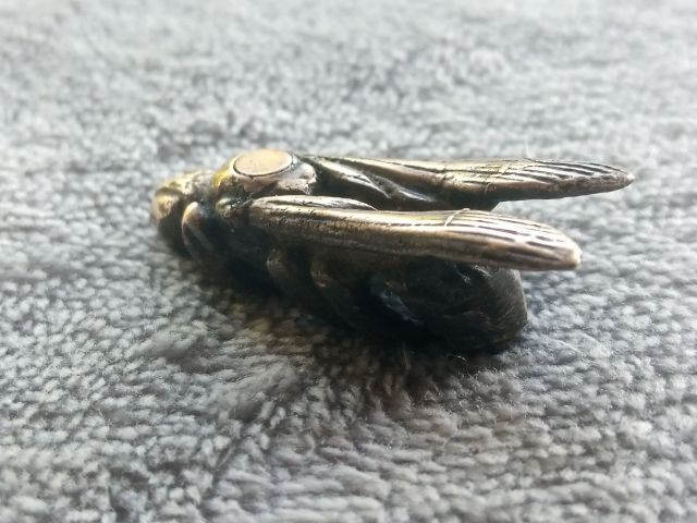 แมลงภู่คำ รูปที่ 6