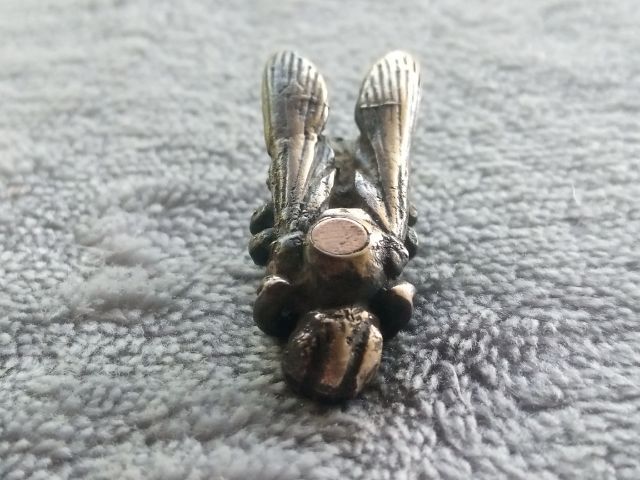 แมลงภู่คำ รูปที่ 4