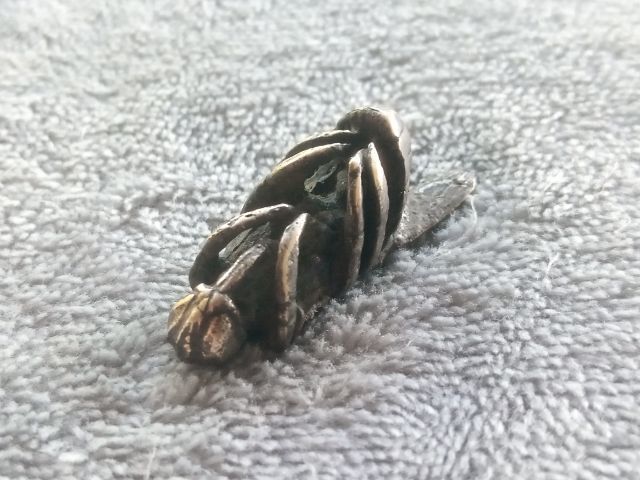 แมลงภู่คำ รูปที่ 9