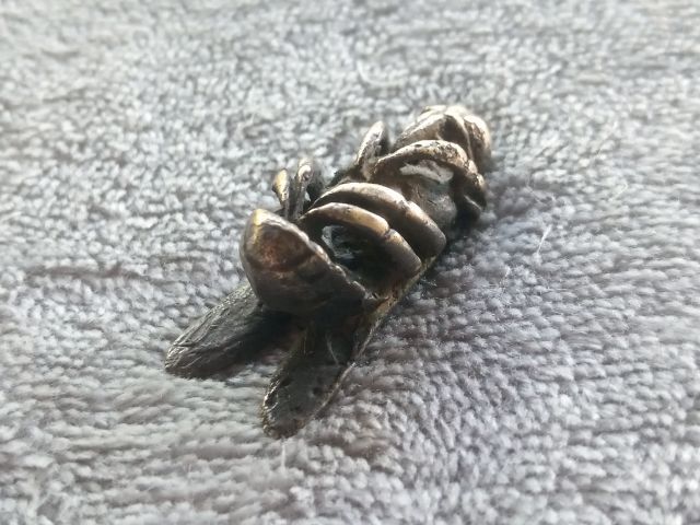 แมลงภู่คำ รูปที่ 15