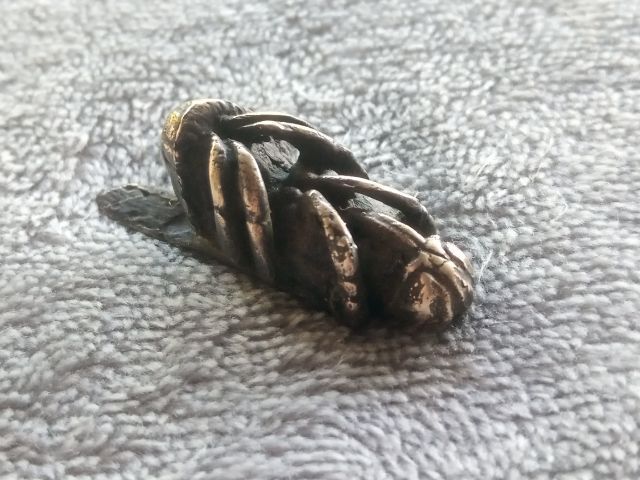 แมลงภู่คำ รูปที่ 13