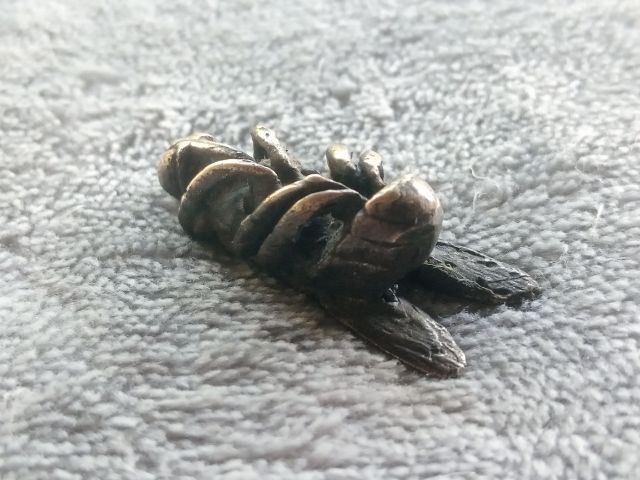 แมลงภู่คำ รูปที่ 17