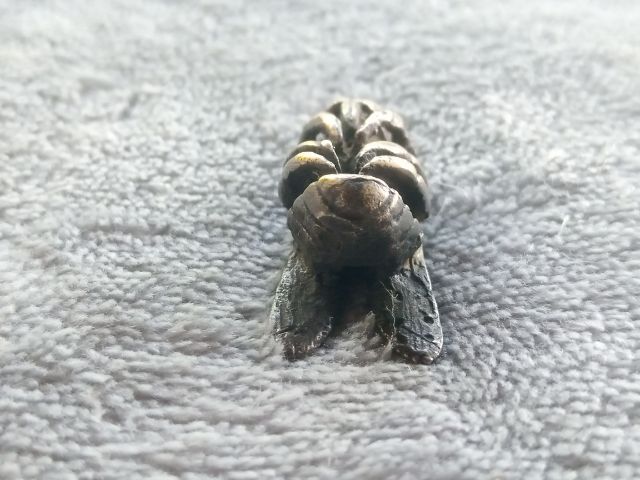 แมลงภู่คำ รูปที่ 16