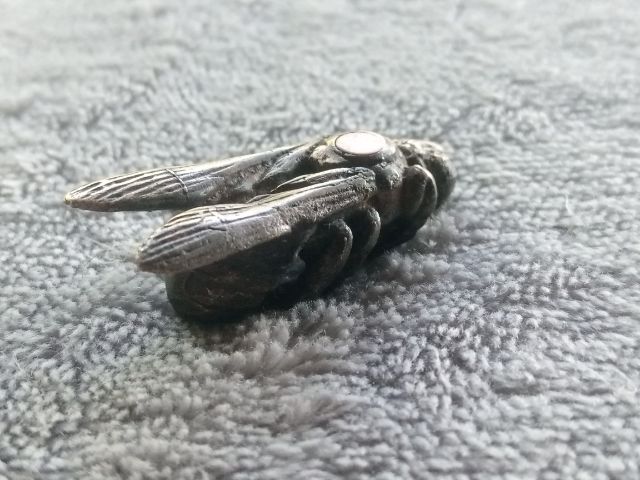 แมลงภู่คำ รูปที่ 2