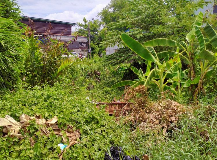 ที่ดินเปล่า 44 ตารางวา  อยู่สะแกงาม 14 รูปที่ 4