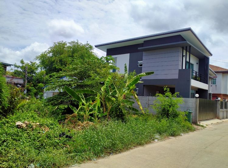 ที่ดินเปล่า 44 ตารางวา  อยู่สะแกงาม 14 รูปที่ 3