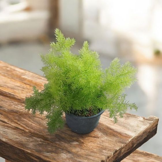 ปริกน้ำค้าง