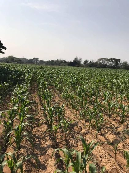 ขายที่ดินแม่ริม แปลงสวย