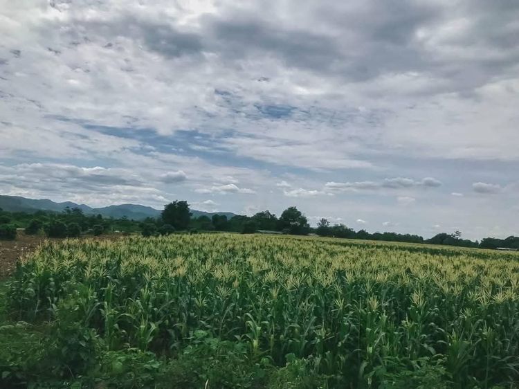 ขายที่ดินแม่ริม แปลงสวย รูปที่ 3