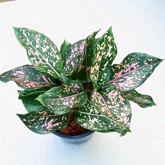 อโกลนีมา นับเงินนับทอง