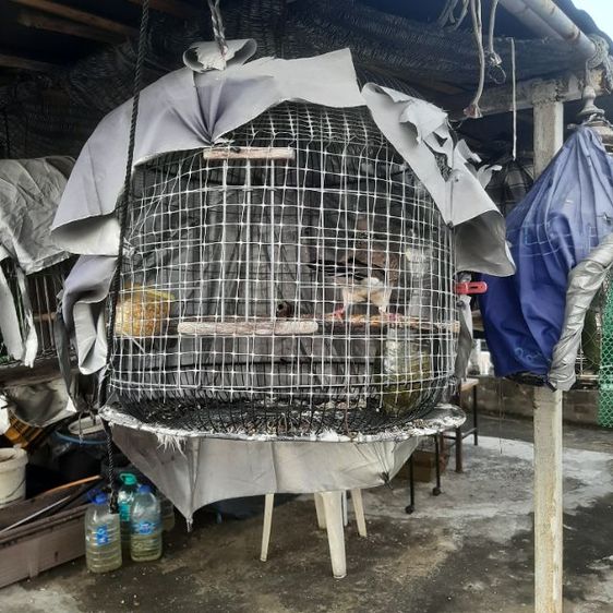 ลดราคาเหลือตัวละ650บาทครับ ขายนกเขาใหญ่ พร้อมฝึก เลี้ยง2-3ปี  รูปที่ 7