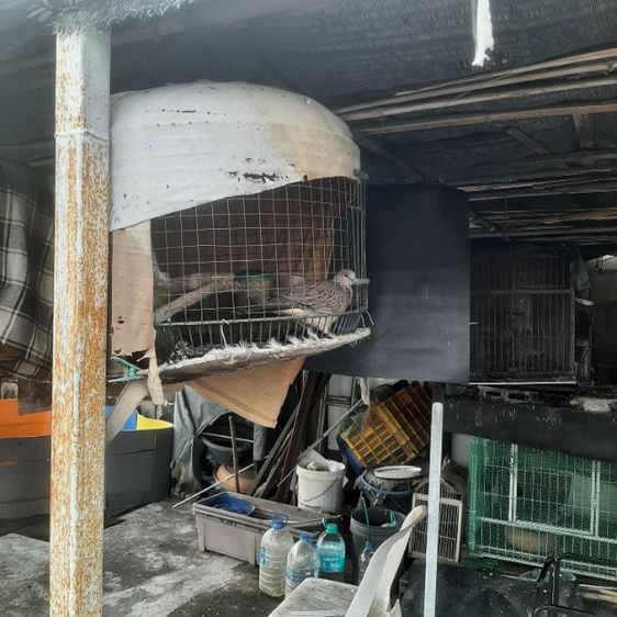 ลดราคาเหลือตัวละ650บาทครับ ขายนกเขาใหญ่ พร้อมฝึก เลี้ยง2-3ปี  รูปที่ 12