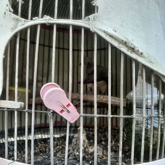 ลดราคาเหลือตัวละ650บาทครับ ขายนกเขาใหญ่ พร้อมฝึก เลี้ยง2-3ปี  รูปที่ 5