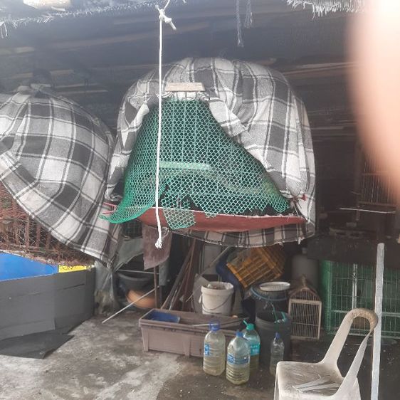 ลดราคาเหลือตัวละ650บาทครับ ขายนกเขาใหญ่ พร้อมฝึก เลี้ยง2-3ปี  รูปที่ 4