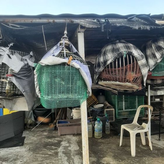 ลดราคาเหลือตัวละ650บาทครับ ขายนกเขาใหญ่ พร้อมฝึก เลี้ยง2-3ปี  รูปที่ 9