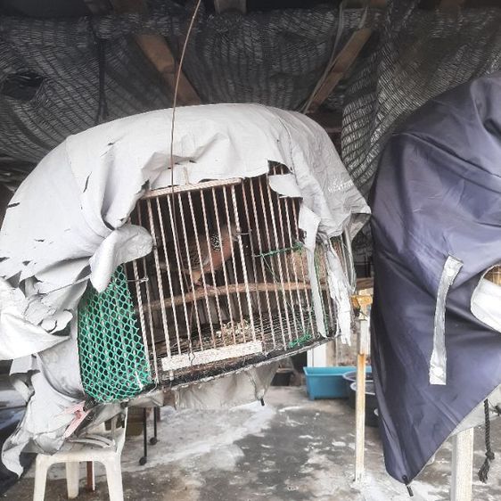 ลดราคาเหลือตัวละ650บาทครับ ขายนกเขาใหญ่ พร้อมฝึก เลี้ยง2-3ปี  รูปที่ 16