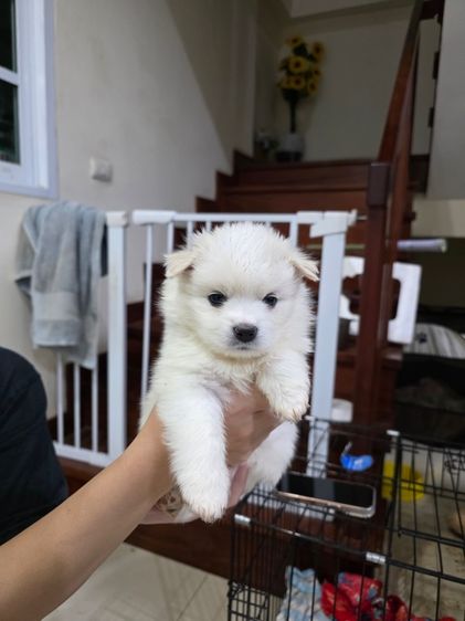 สปิตซ์ เจแปนนิส รูปที่ 2