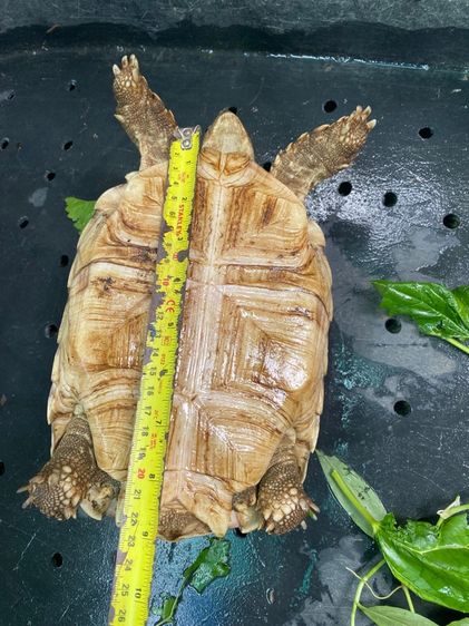 เต่าซูคาต้า รูปที่ 4