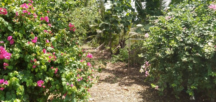 ขายที่ดิน คลอง 21 อำเภอบางน้ำเปรี้ยว จังหวัดฉะเชิงเทรา รูปที่ 3