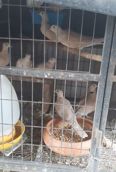 ขายนกเขาแขกนกรุ่นตามรูปเลยครับตัวละ130เหมาหมดคิดตัวละ100มีประมาณ10-11ตัว