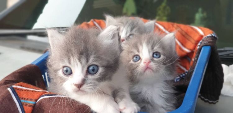 ลูกแมวเปอร์เซียอายุ 1 เดือน รูปที่ 2